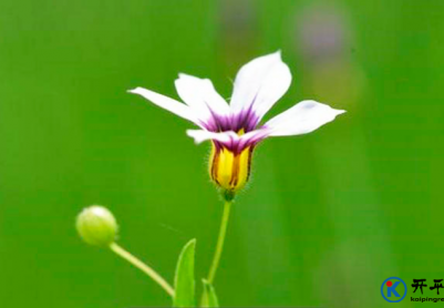 庭心花